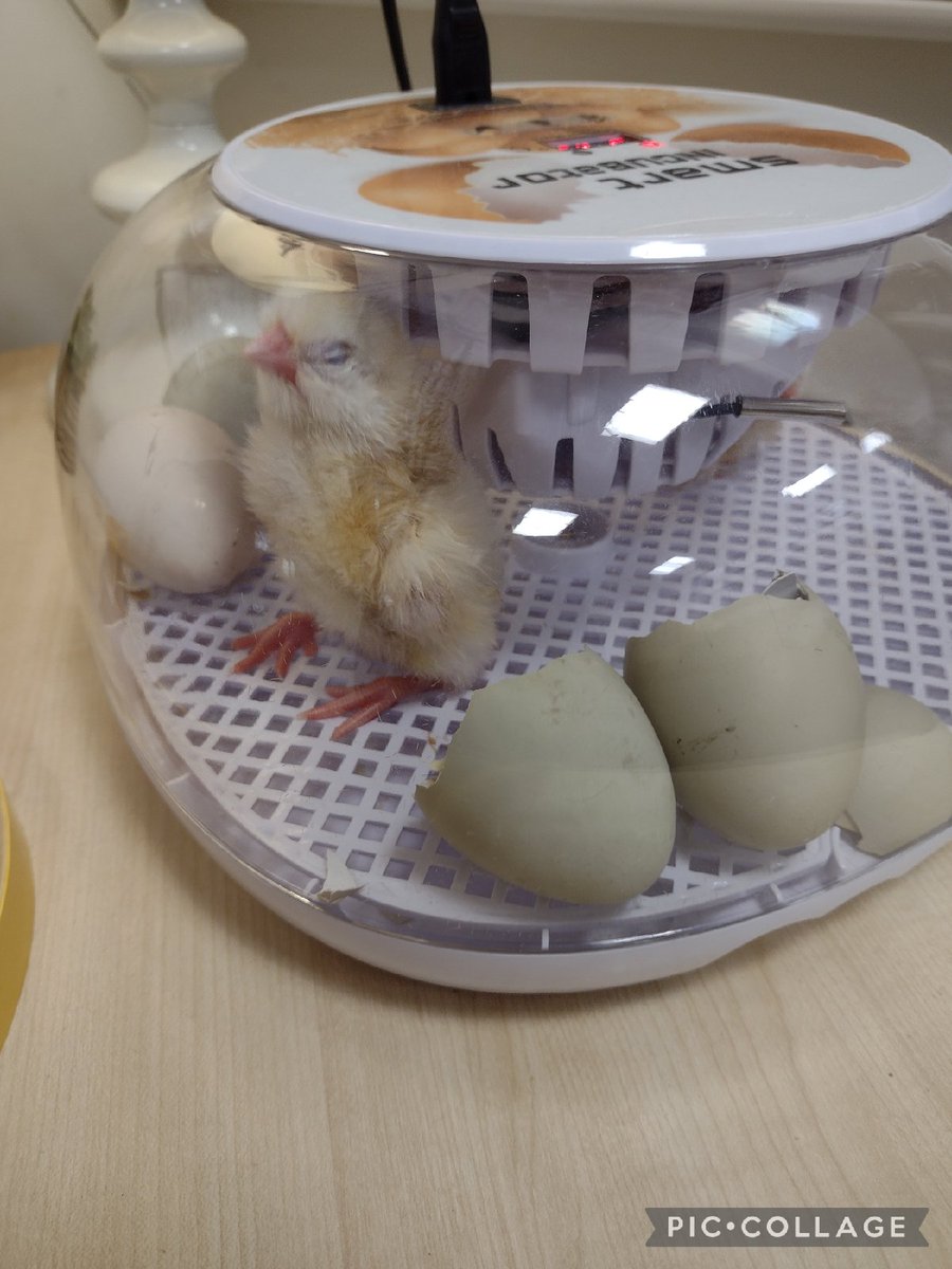 CPickering Primary tweet media