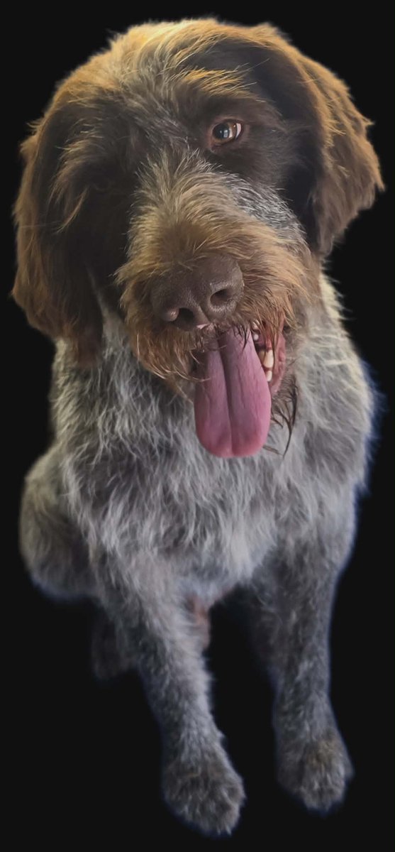 pinggolf24's tweet photo. Brooks looks like a model! Definitely needed a grooming! #gwp #germanwiredhairpointer #pointer https://t.co/Rv91lOD2T6