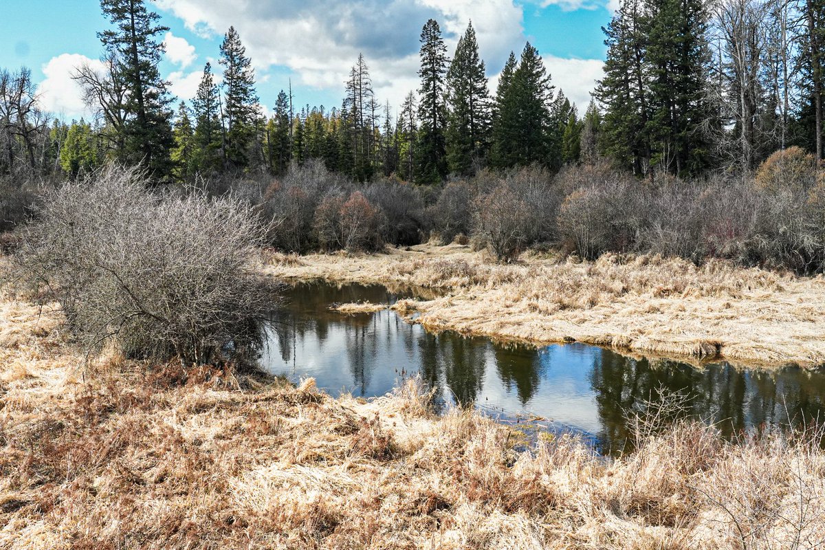 evoreal's tweet photo. Explore 10 Private Acres on the Little Spokane River. Perfect for your next dream home! More details here: https://t.co/44skwTEaj2 #spokanerealtor #elkwa https://t.co/fZjpzMaNv7