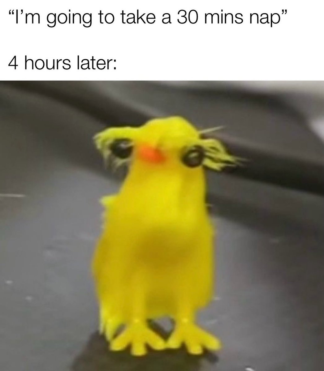 raccoon aesthetic. tweet media