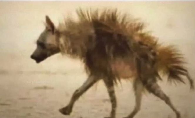 Hunger wan kill patient dog 😂💔