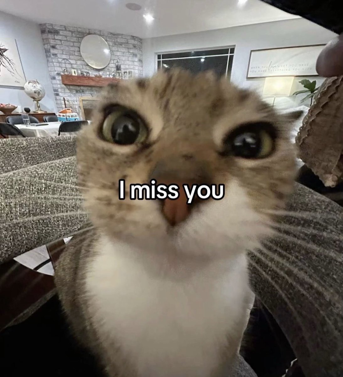 raccoon aesthetic. tweet media