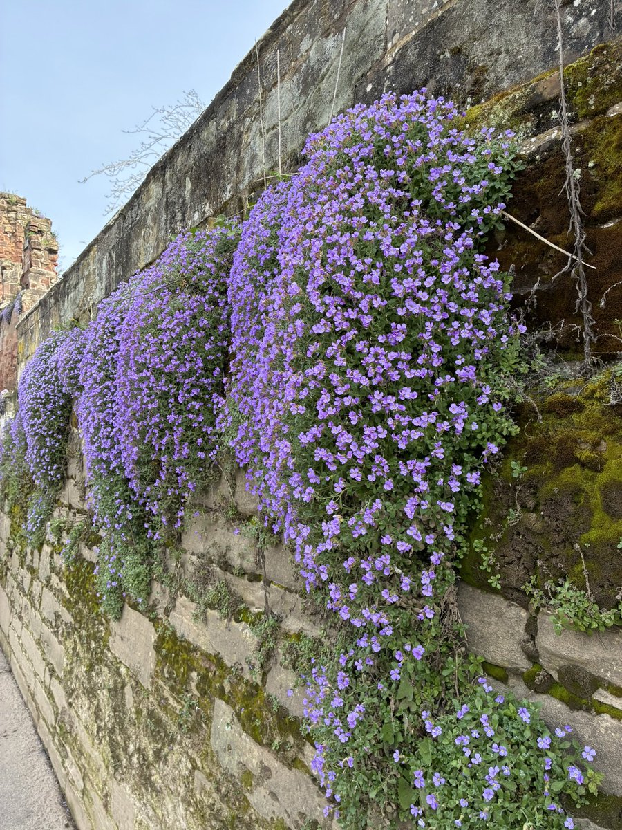 Tom Jameson 🐝 tweet media