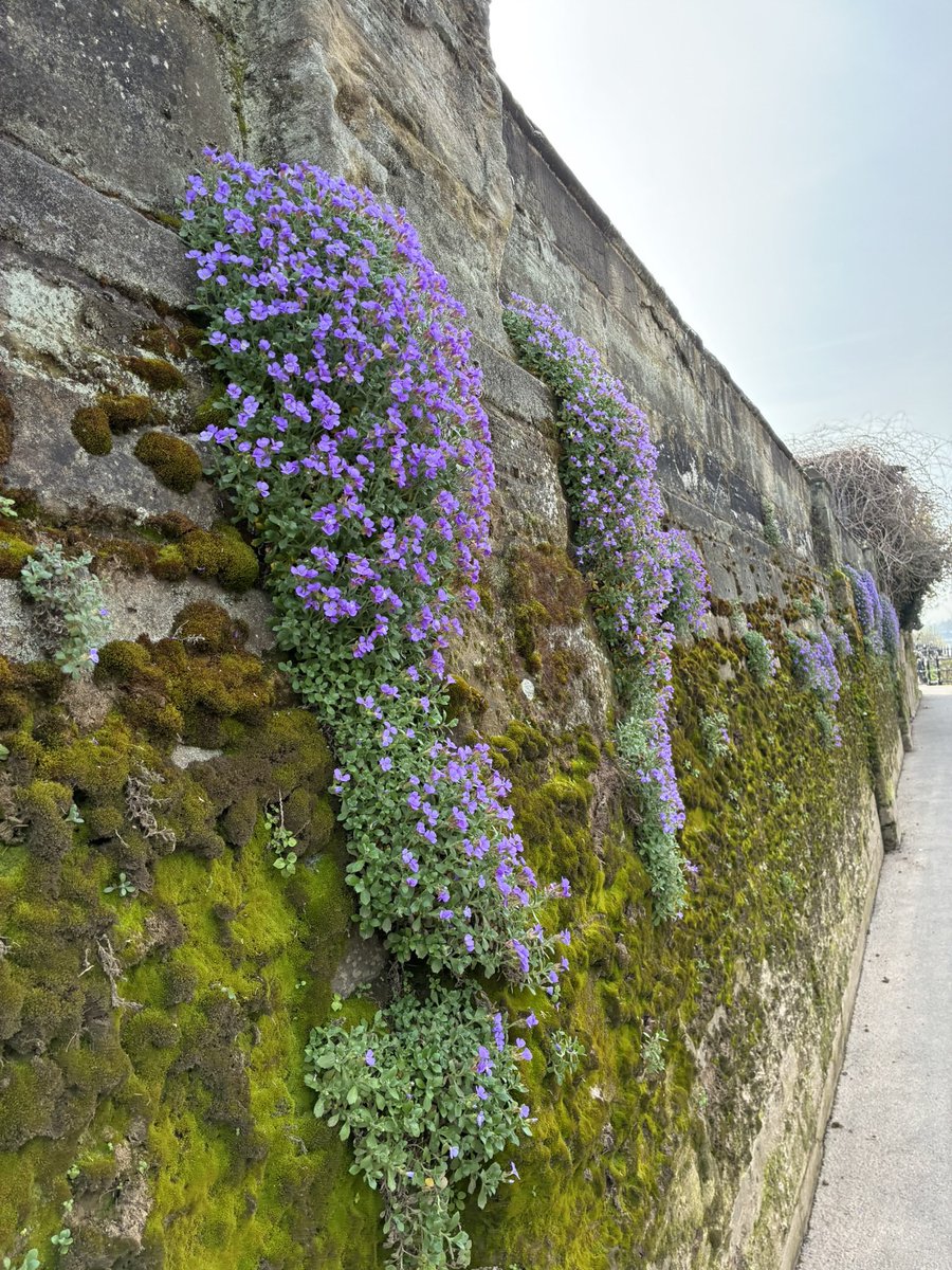 Tom Jameson 🐝 tweet media