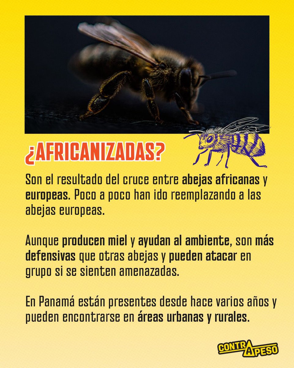 contrapesopanama tweet media