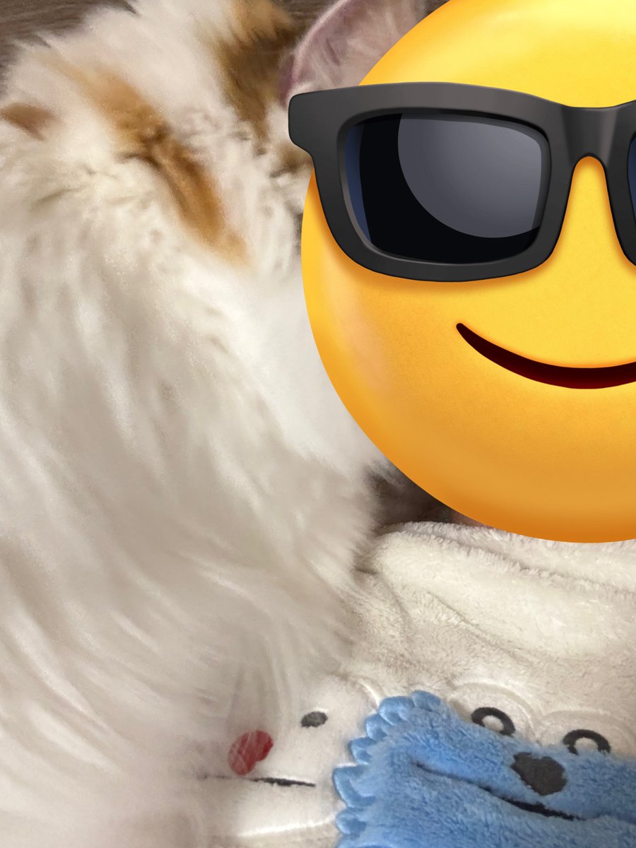 猫愛で犬 tweet media