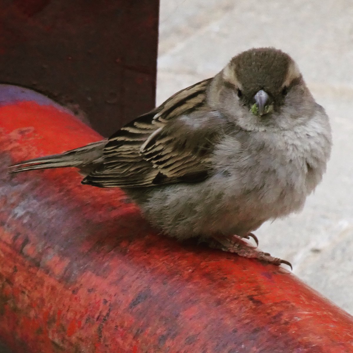 Juan López de Uralde tweet media