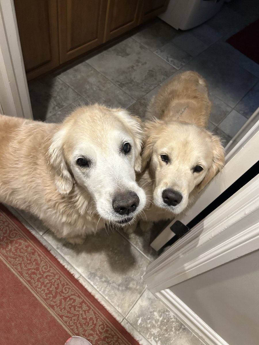 586diana's tweet photo. @catturd2 Tucker and Sadie 🥰 https://t.co/ZFoAQ8G6c3