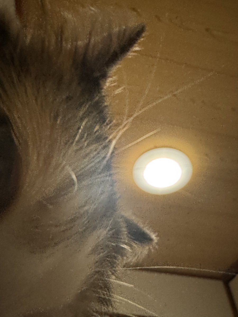 猫愛で犬 tweet media