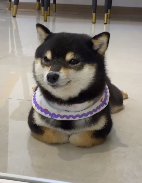 meowtoshling woofamoto tweet media