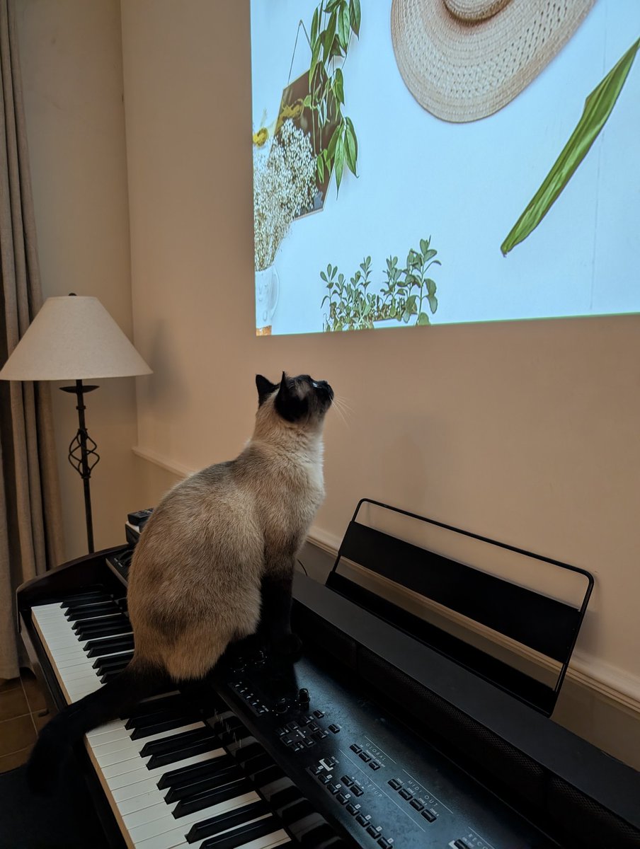 CatMusetto's tweet photo. Not a rerun! 🎉 #CatTV https://t.co/DfhnmrhdR2