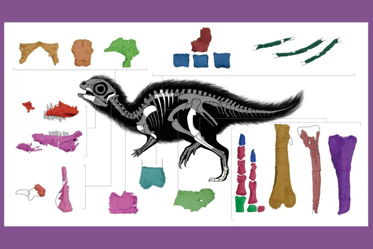 FundaciónDinosaurios tweet media