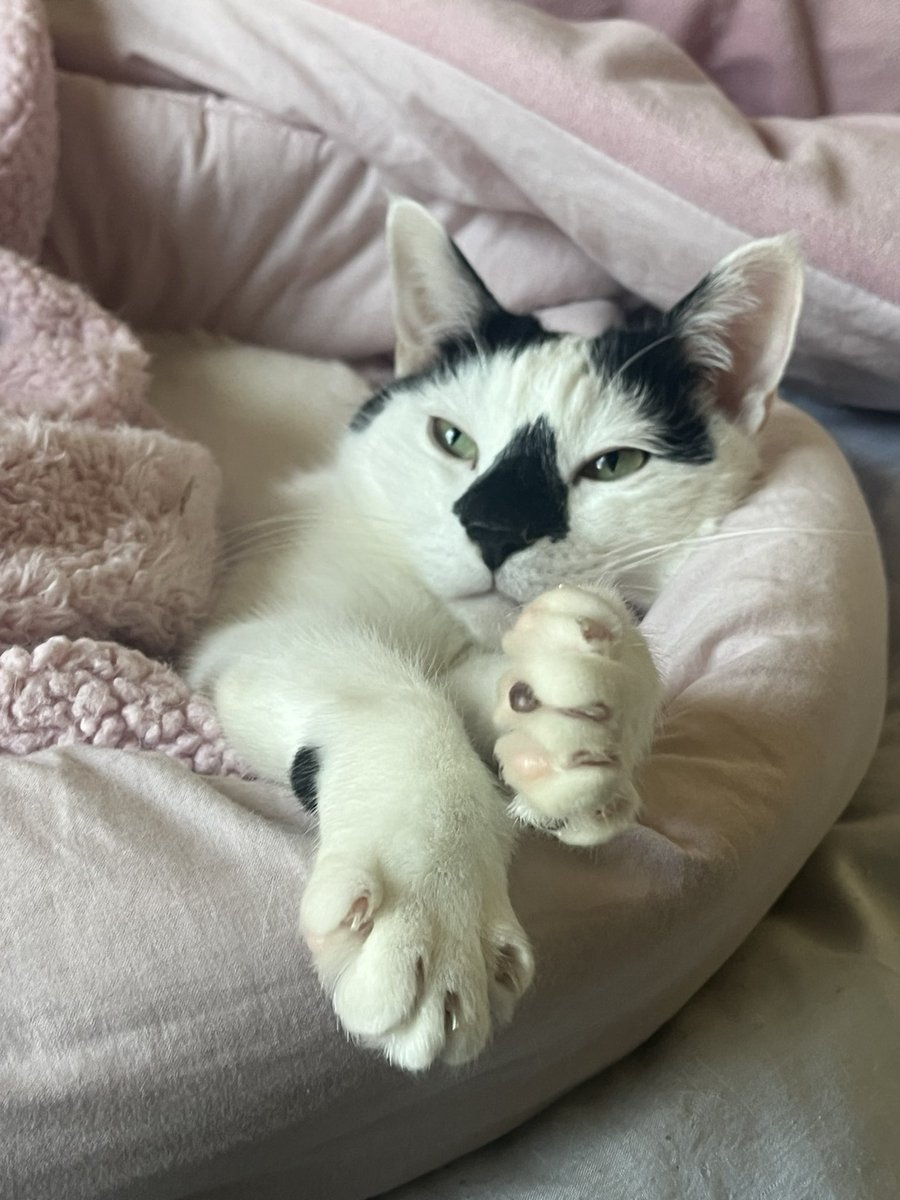 meo💉🩸 tweet media