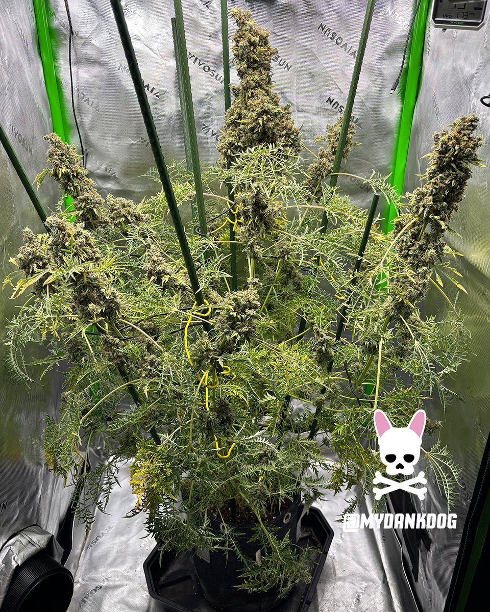 MyDankDog tweet media