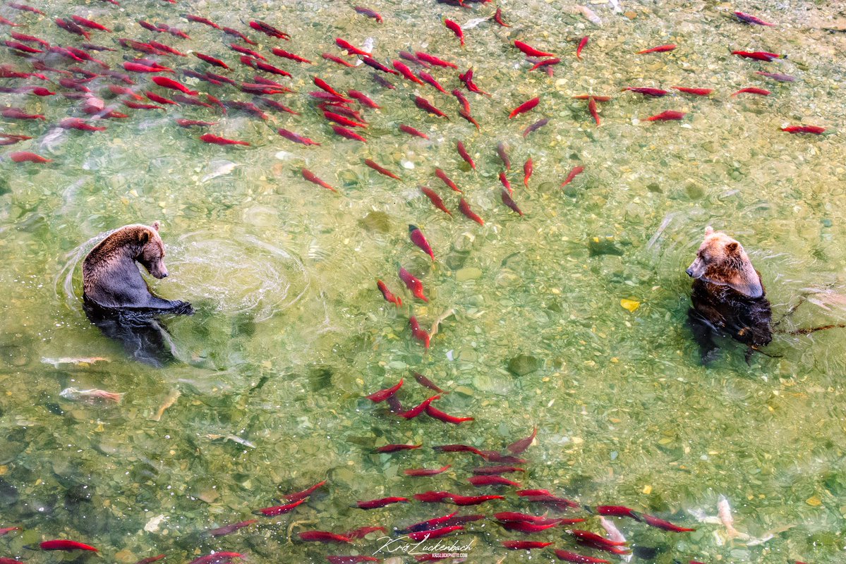 Anthony Castrio tweet media