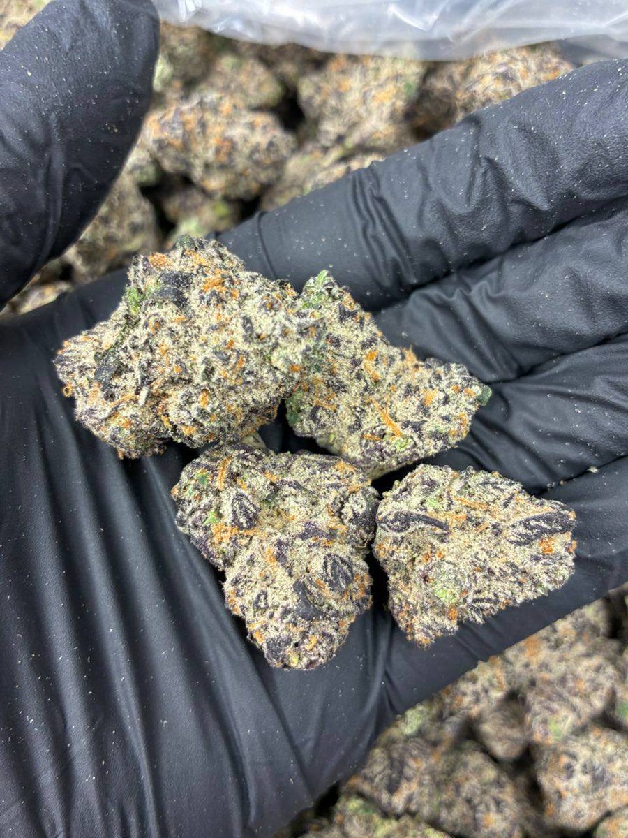 sincity seeds tweet media