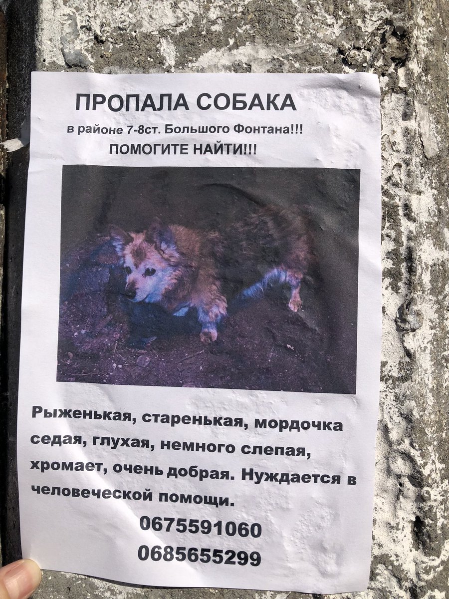 південна ніч tweet media