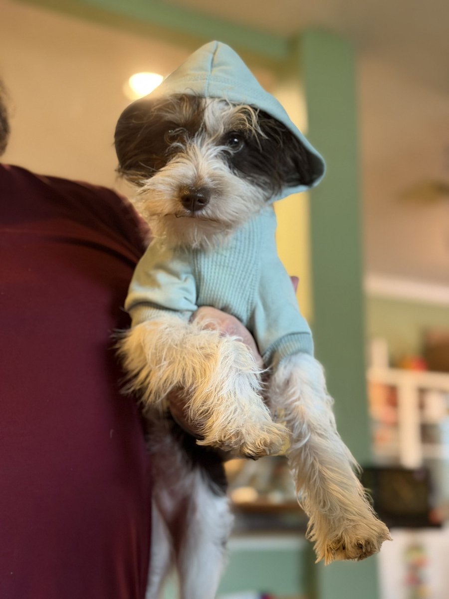 Disgruntled Pelican tweet media