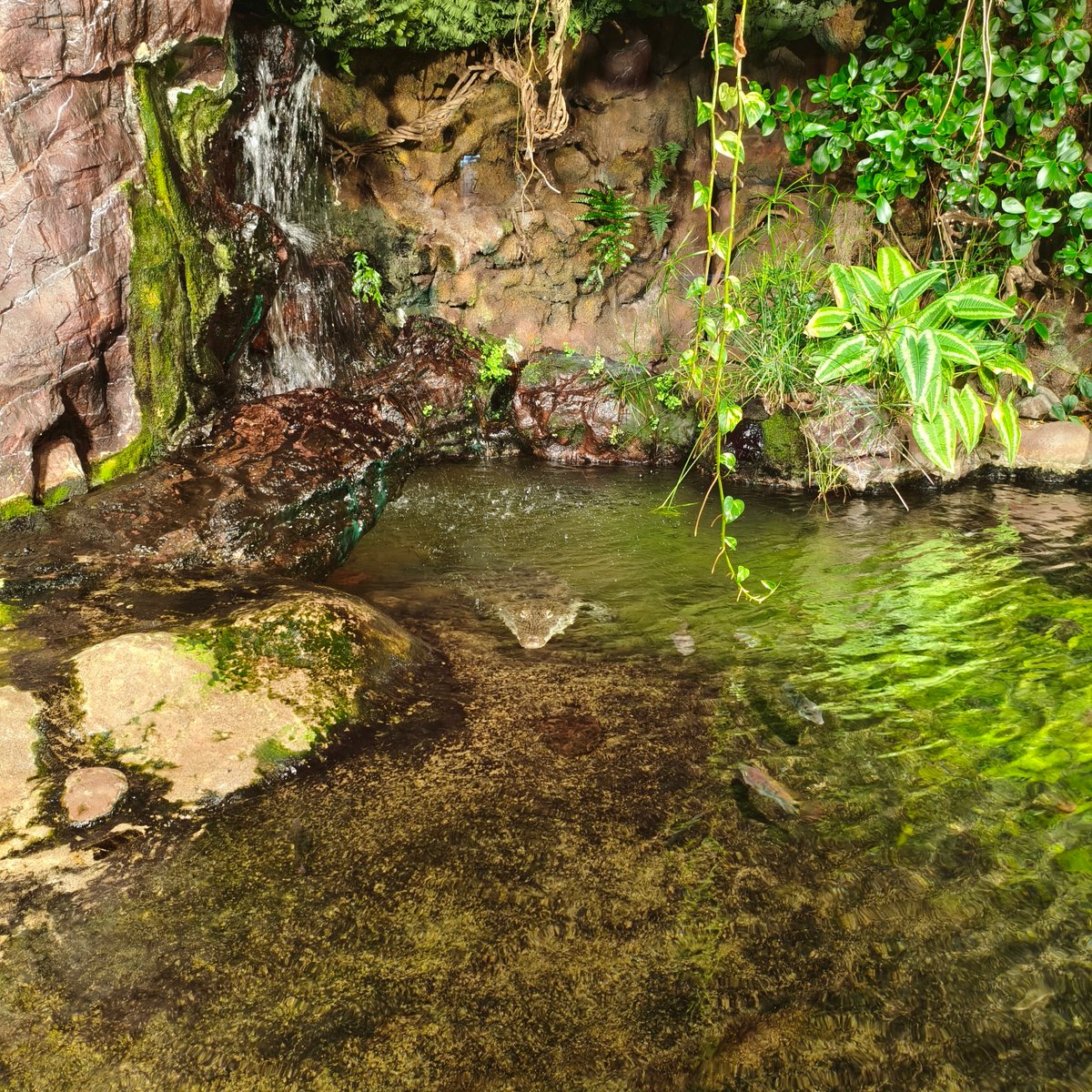 Chococosalo tweet media