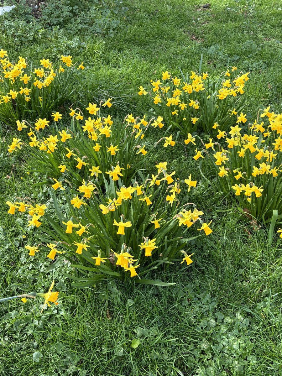 Tom Jameson 🐝 tweet media