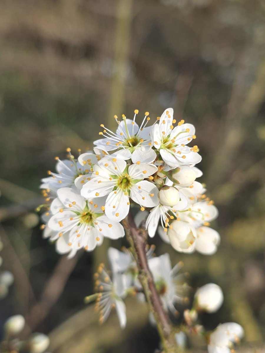 respecting nature tweet media