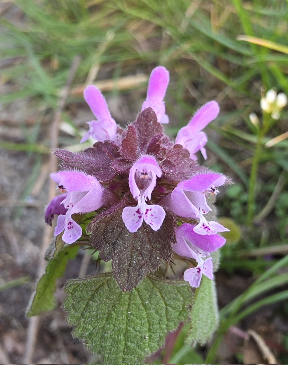 respecting nature tweet media