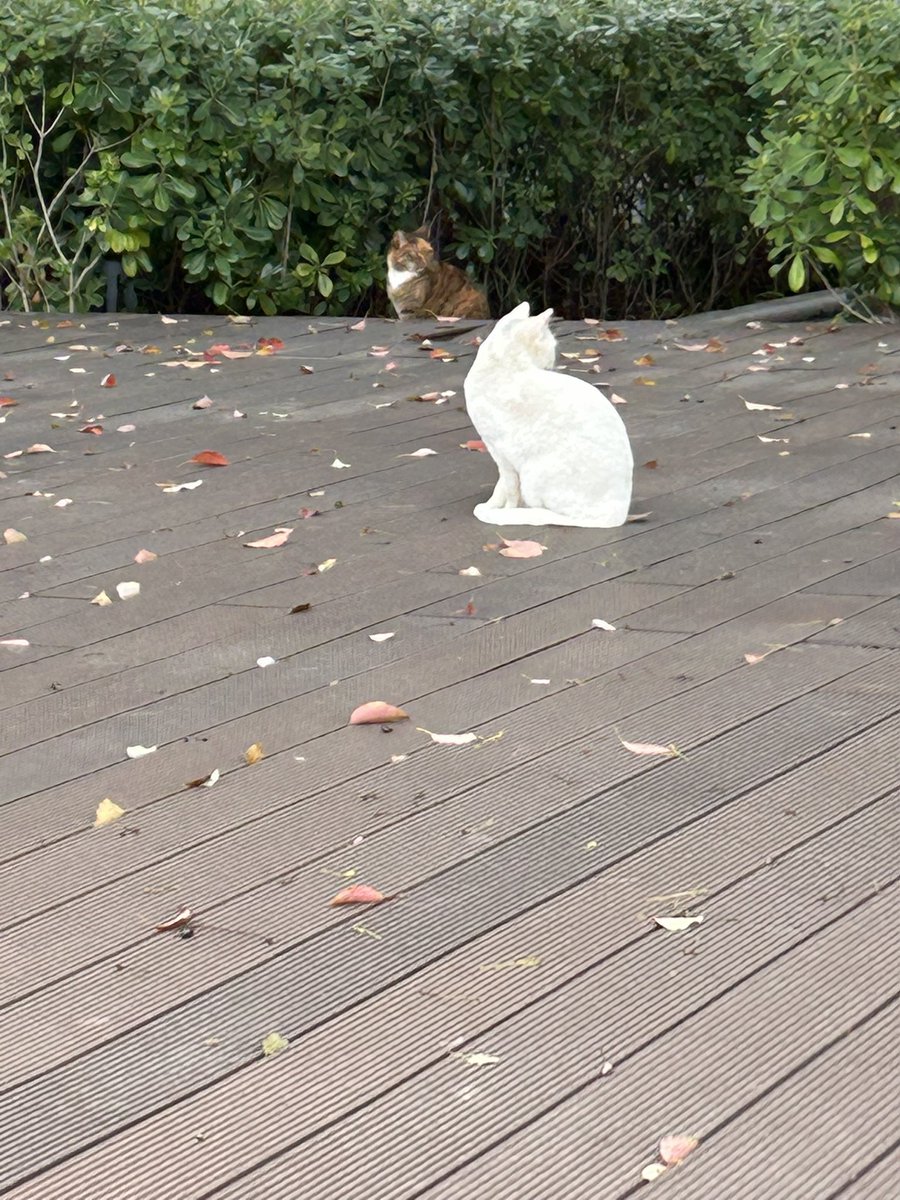 Alloy_CO2 tweet media