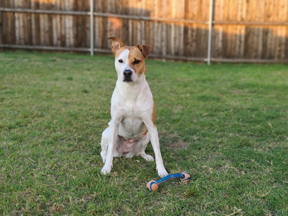 kninepets's tweet image. Shop now for dog products that keep your pup comfortable, happy, and wagging with joy every day. 🐶🛍️🐾

kninepets.com

#DogProducts #ShopNow #PetEssentials #HappyPup #DogCare #FurryFriend #DogGear #PetLovers #DogSupplies #SpoilYourDog
