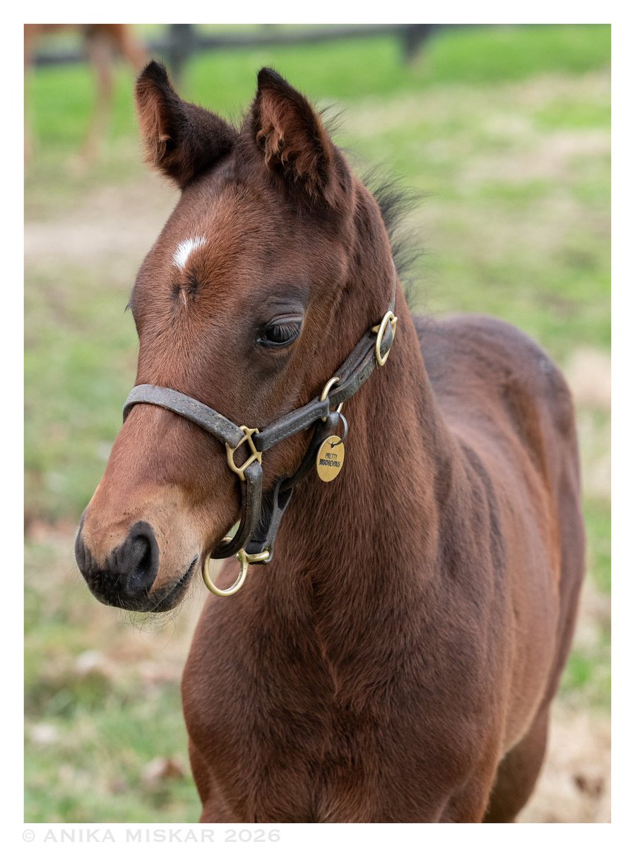 Anika M. Photography 🧡🖤 tweet media