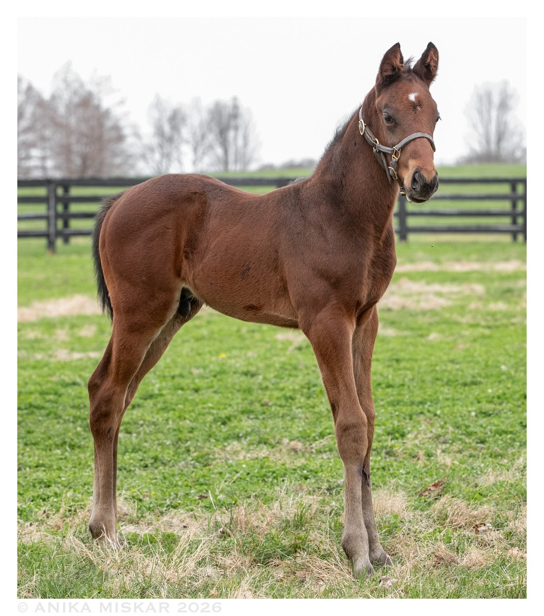 Anika M. Photography 🧡🖤 tweet media