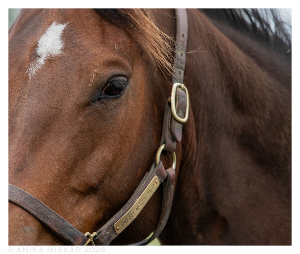 Anika M. Photography 🧡🖤 tweet media