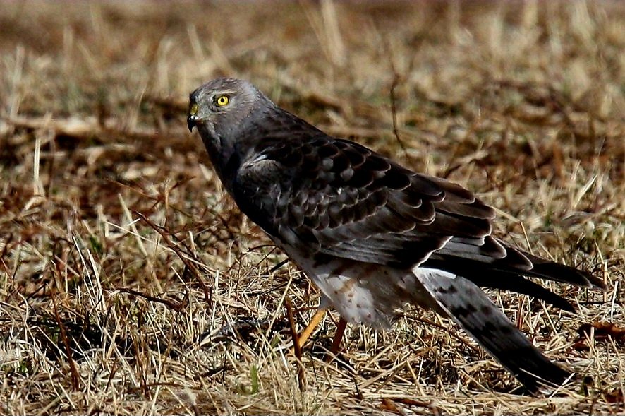 CapeHomepage 💙🇺🇸 tweet media