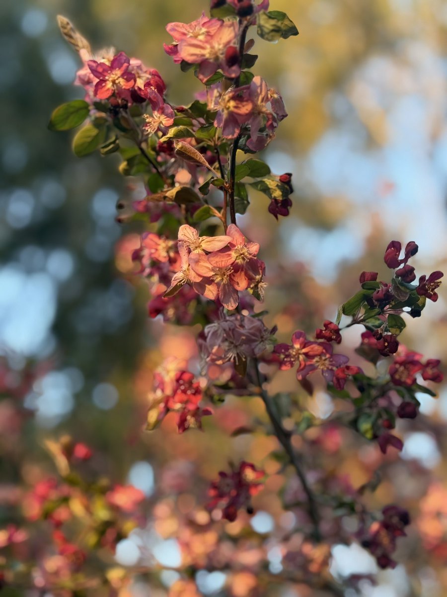 Rapturus tweet media