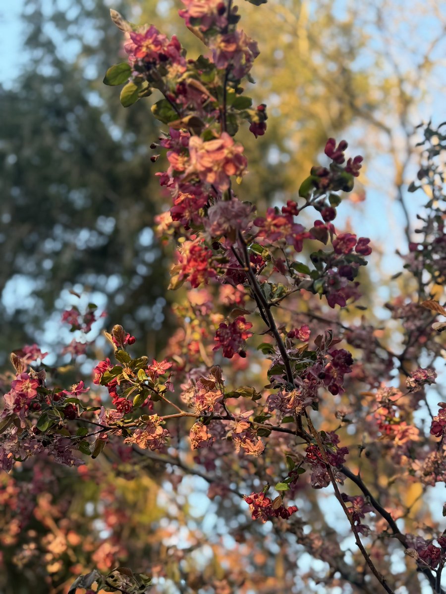 Rapturus tweet media