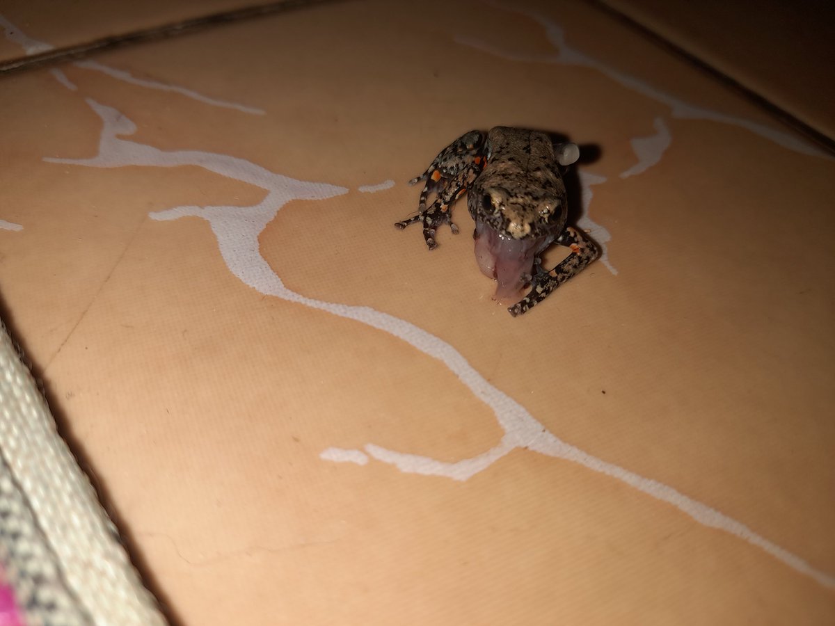 @.@Sendal Aheng tweet media