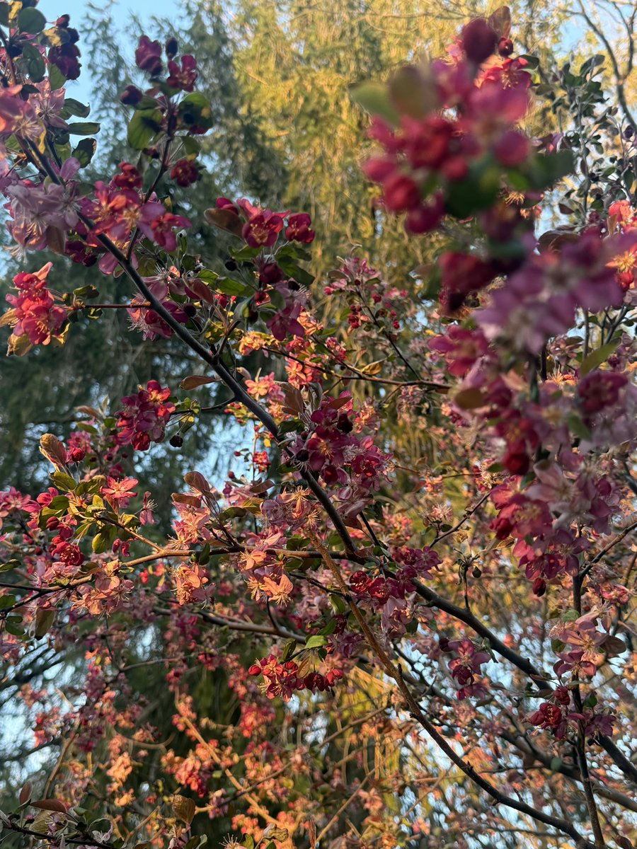 Rapturus tweet media