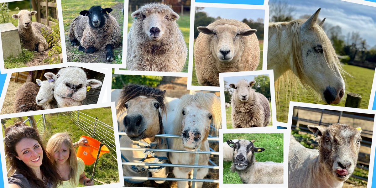 Mini Motley Sanctuary tweet media