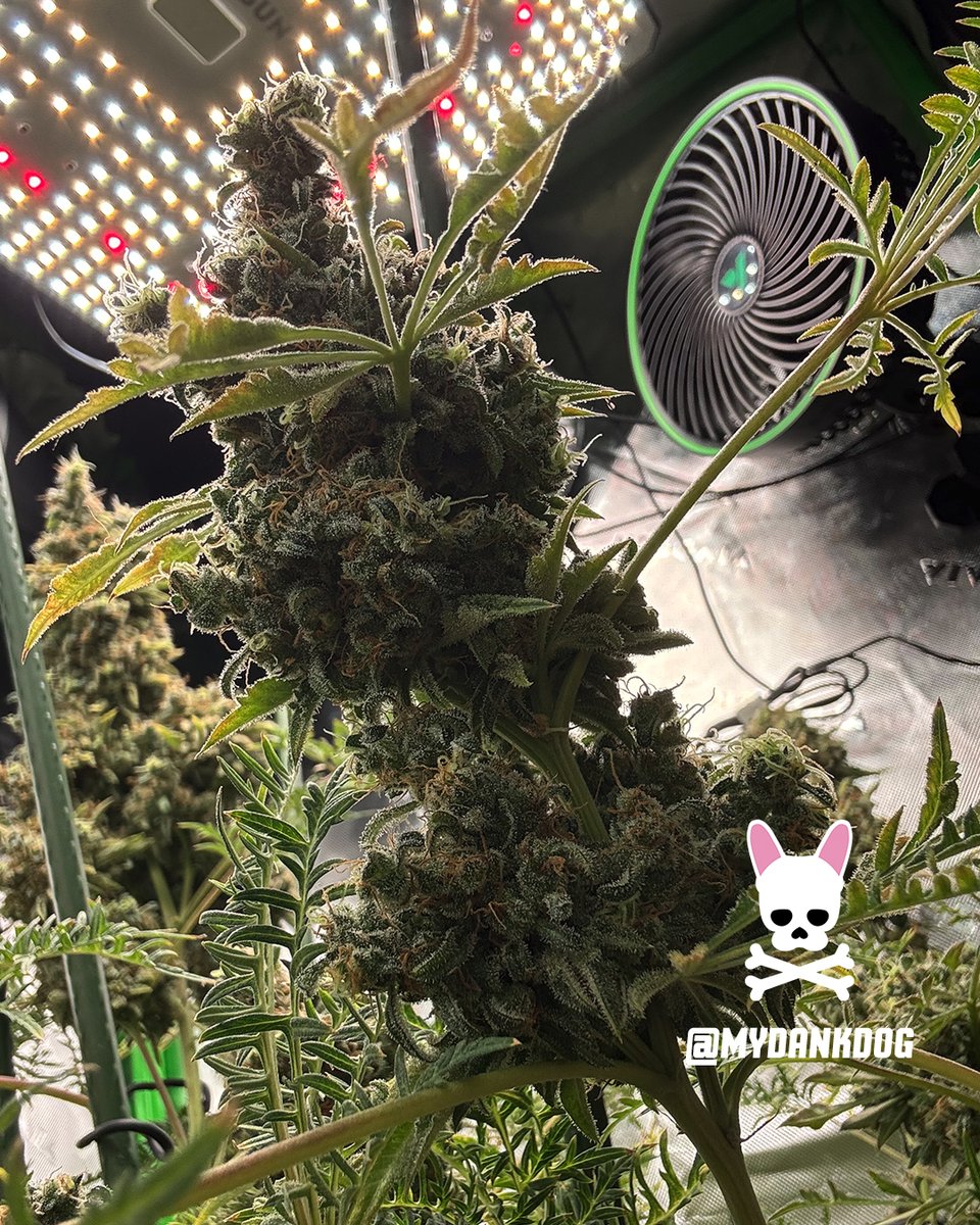 MyDankDog tweet media