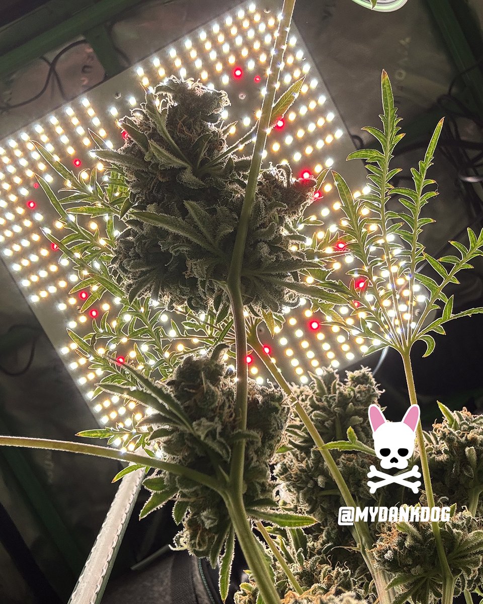 MyDankDog tweet media