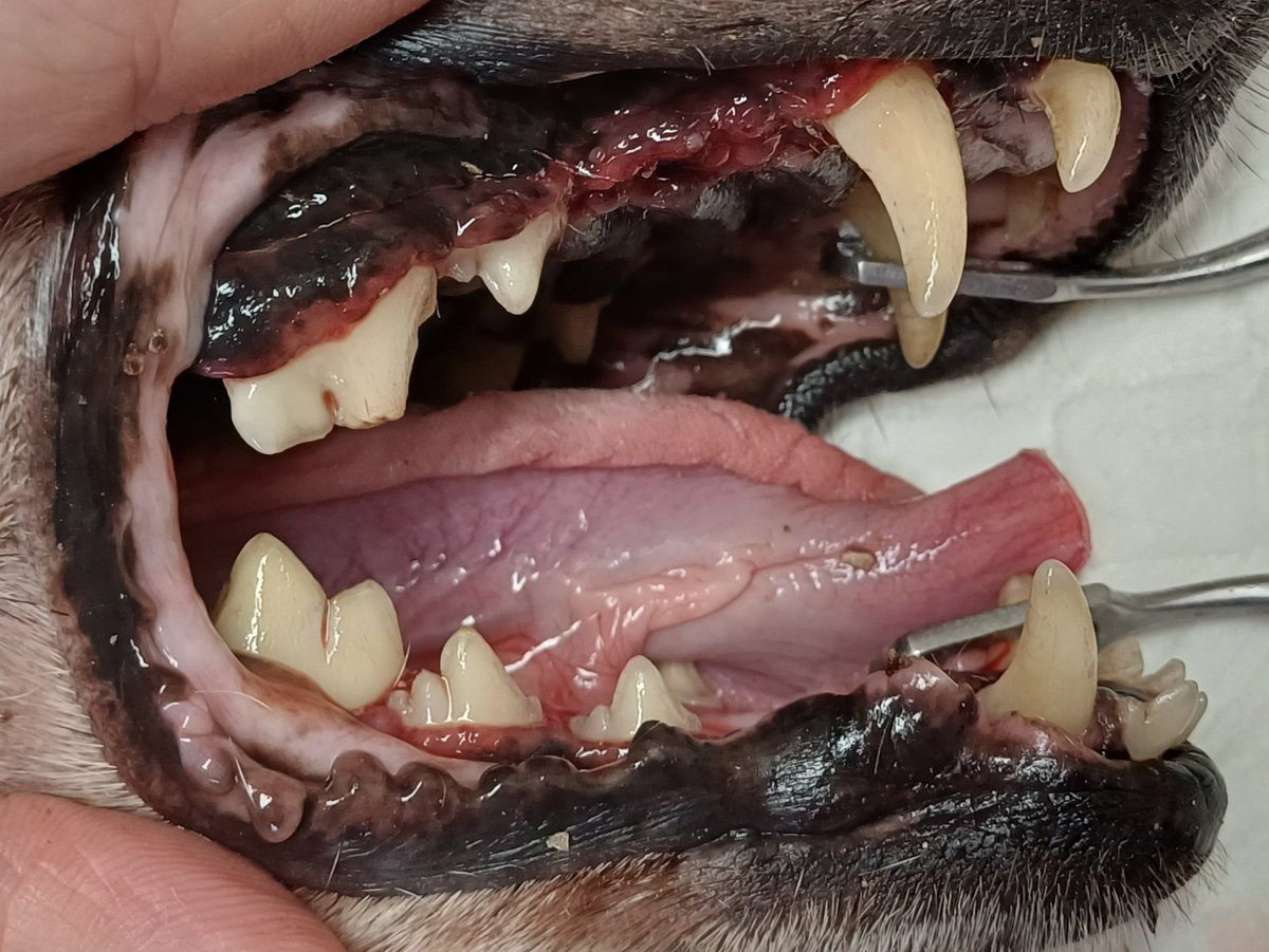 Docteur Natacha 👩⚕️ tweet media