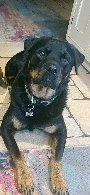 neilh98's tweet photo. @Flash_Cleaner Hey can you change your advert it sends my dog wild lol soon as it comes on no matter what room he is in he starts barking and jumping at the tv lol. Pic for attention https://t.co/20OWQGa86h