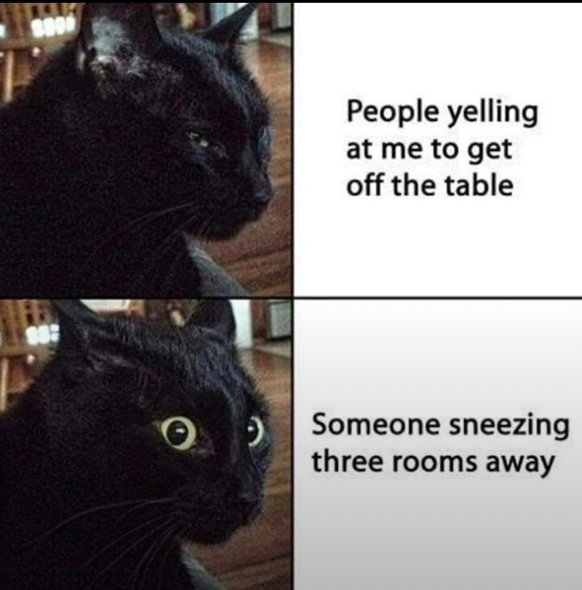 cats with powerful aura tweet media