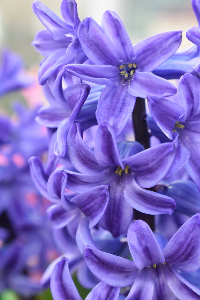 “Through primrose tufts, in that green bower,
The periwinkle trailed its wreaths;
And ‘tis my faith that every flower 
Enjoys the air it breathes.”

Lines written early spring by William Wordsworth 🌸