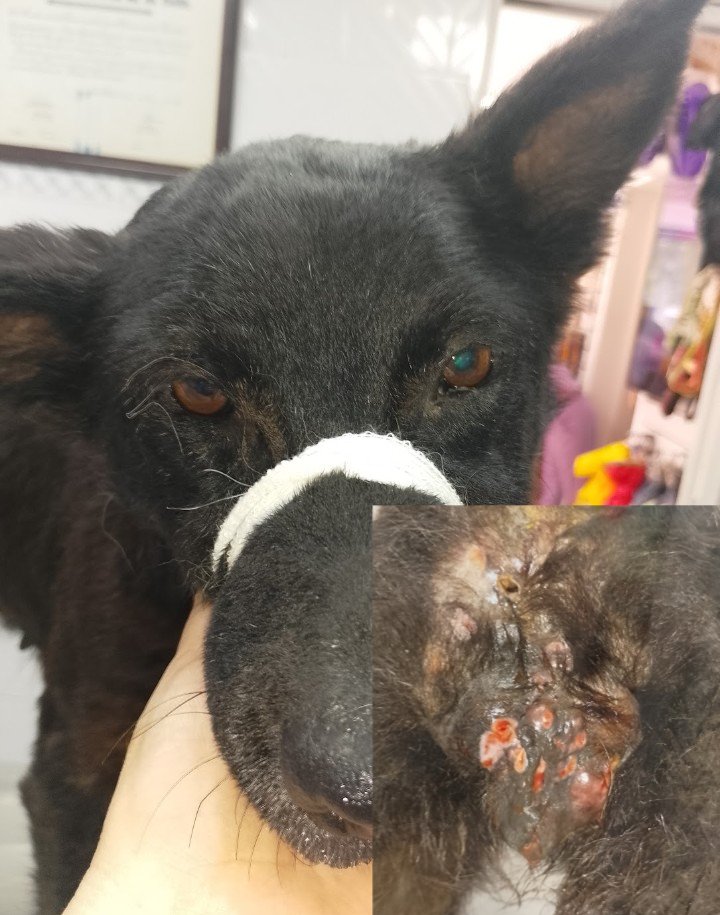 Patitas_ Budge lomasdezamora tweet media