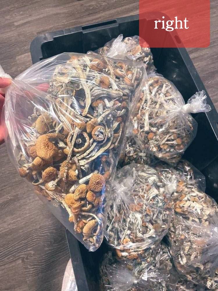 sincity seeds tweet media