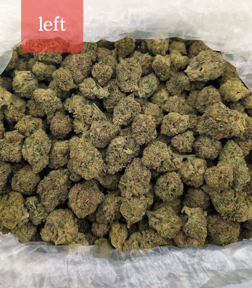 sincity seeds tweet media