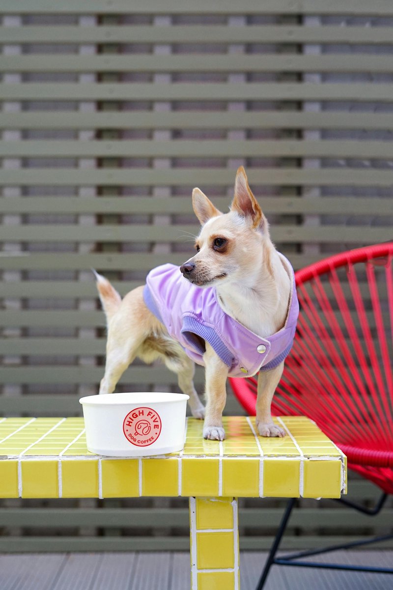 kninepets's tweet image. Shop now for dog products that bring comfort, happiness, and nonstop tail wags to your pup. 🐾🛍️💛

kninepets.com

#DogProducts #ShopNow #PetEssentials #HappyPup #DogCare #FurryFriend #DogGear #PetLovers #DogSupplies #SpoilYourDog