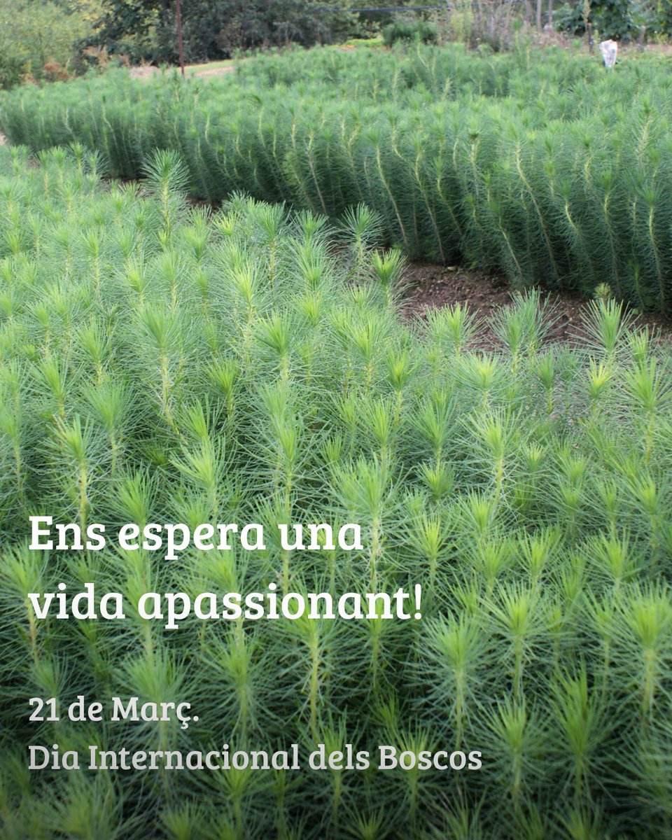 Consorci Forestal tweet media