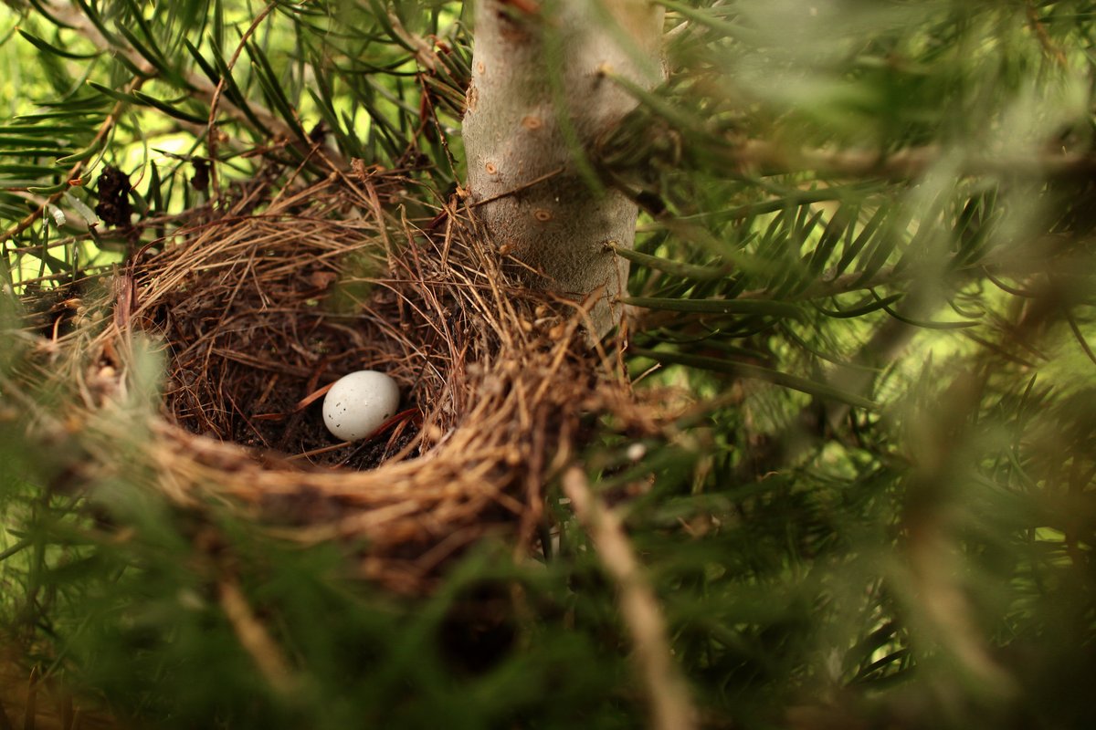 State Foresters tweet media