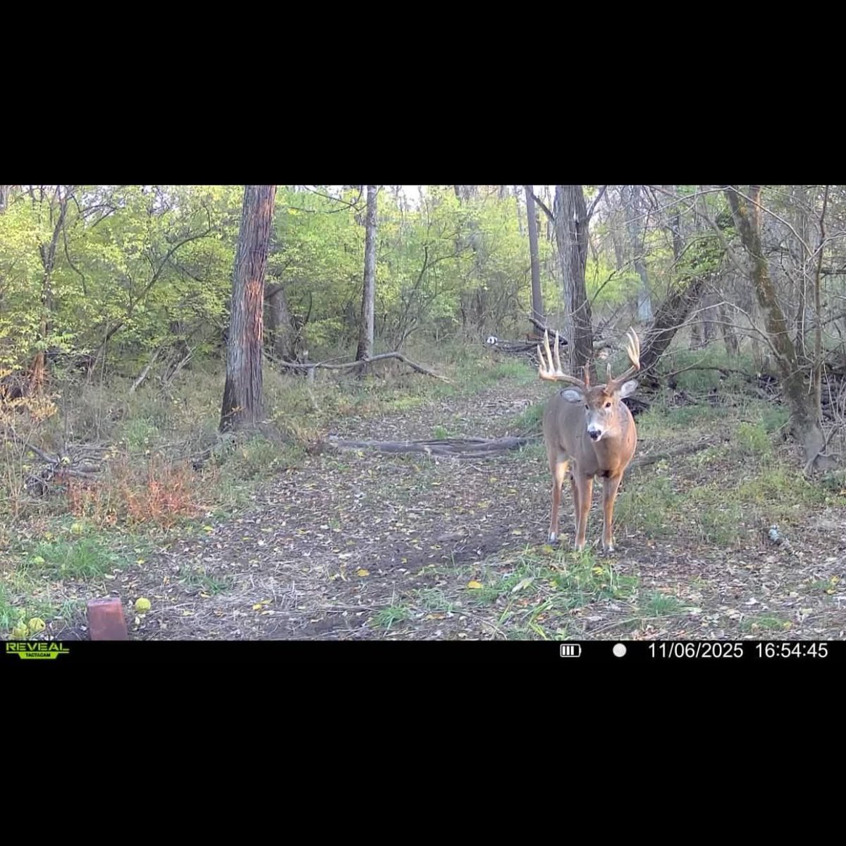 Buckmasters Nation tweet media